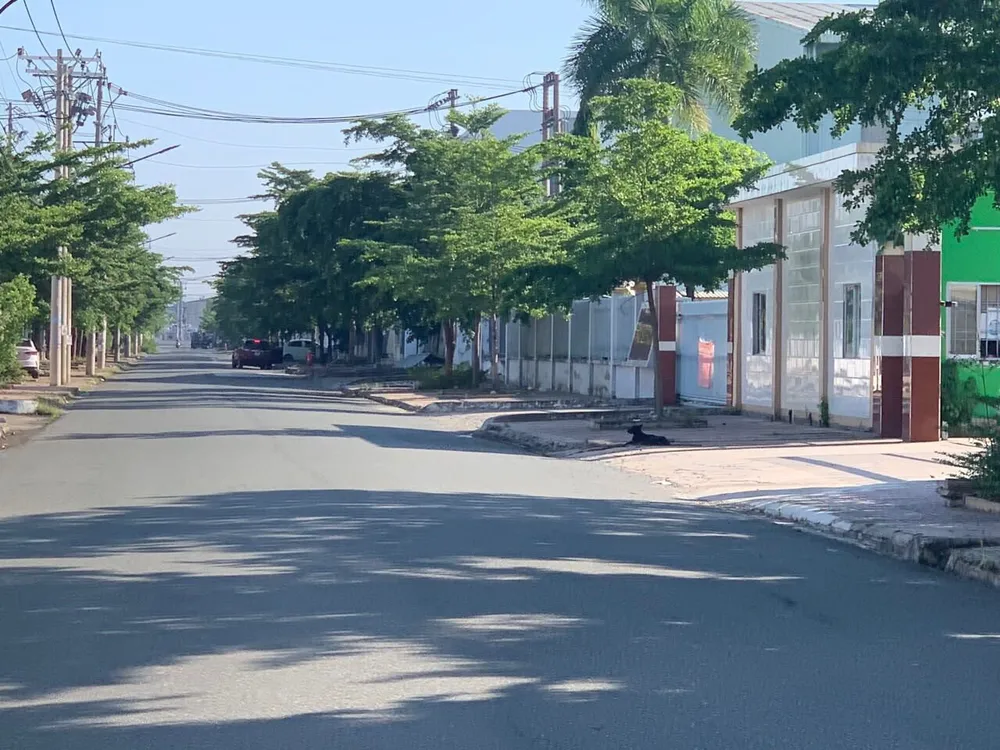 Những chú chó thả ra đường khiến hai nạn nhân bị thương. Ảnh: CTV