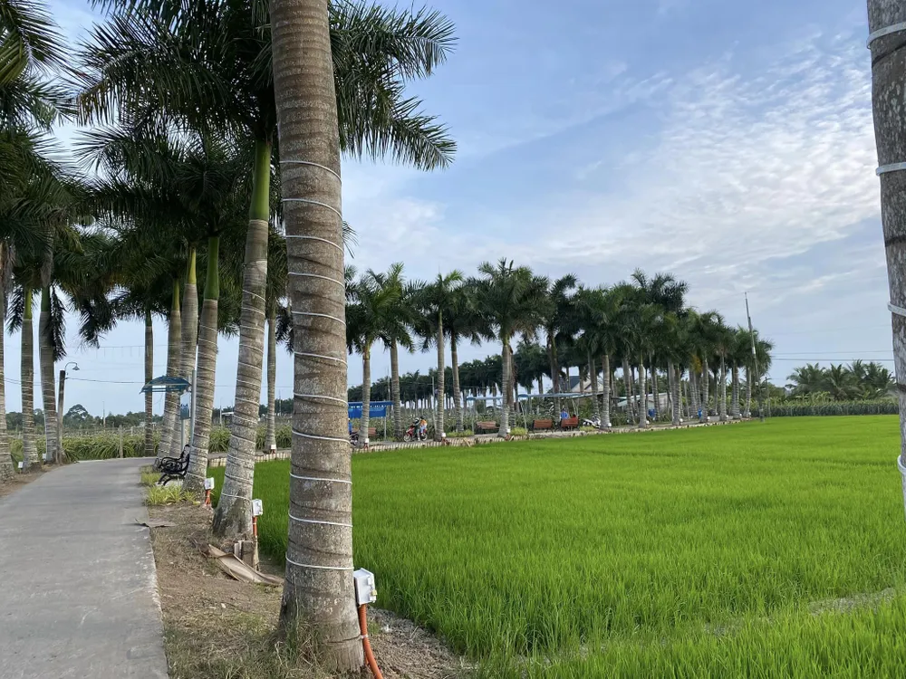 Nhóm thanh niên tụ tập tại khu vực vườn cau vua đẹp nhất huyện Tân Trụ được nhiều người biết đến. Ảnh: HD