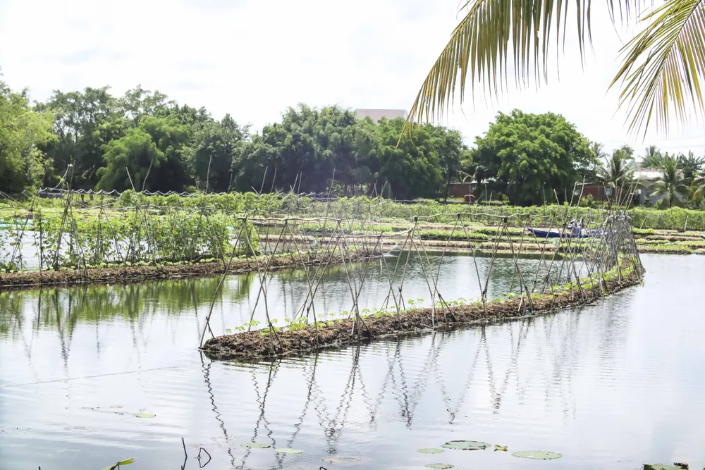 Ông Đắc hướng đến sẽ mở rộng diện tích trồng rau và phát triển du lịch sạch đón du khách.