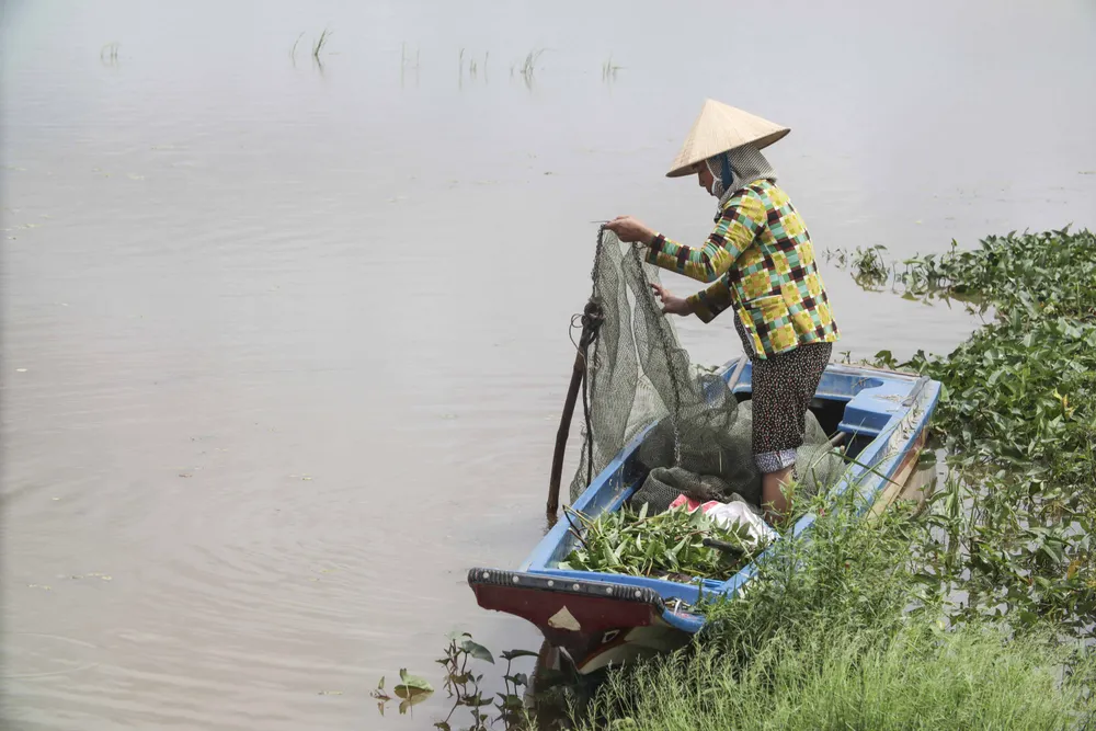 Người dân thăm lưới nhưng không kiếm được con cá nào. Người dân thăm lưới nhưng không kiếm được con cá nào.