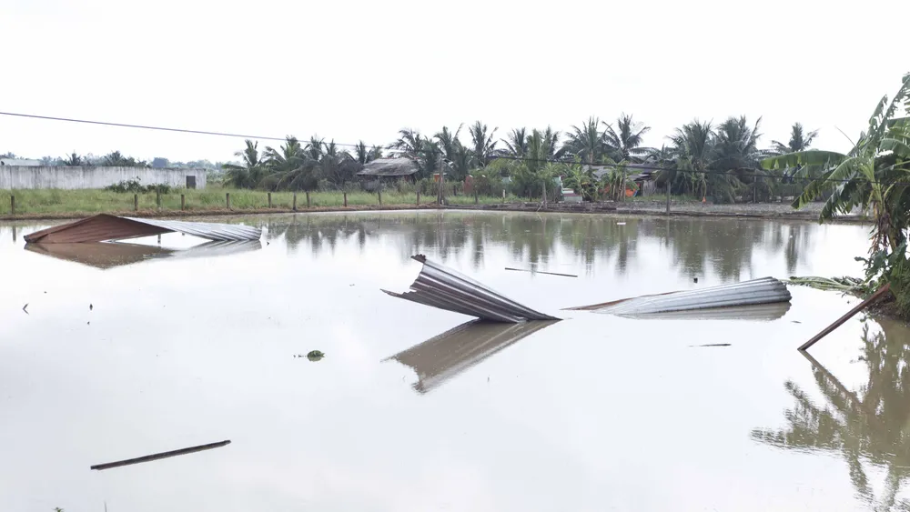 Những mái tôn của người dân bị tốc bay nằm rải rác trên mặt ruộng. Ảnh: HUỲNH DU Những mái tôn của người dân bị tốc bay nằm rải rác trên mặt ruộng. Ảnh: HUỲNH DU