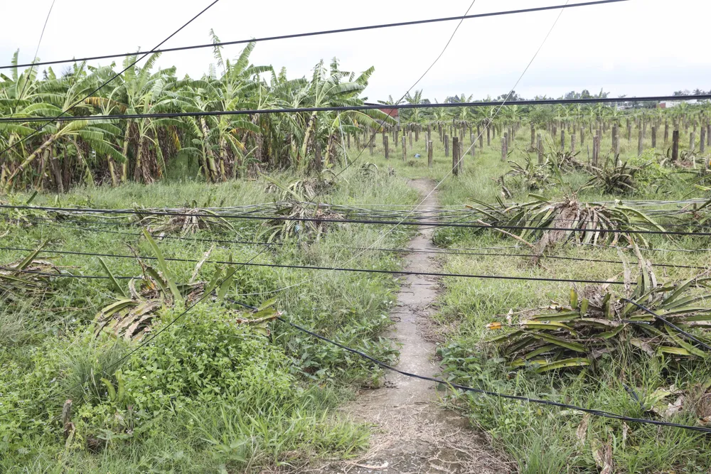 Dây điện bị đứt nằm chằng chịt trên các con lộ làng và cặp tuyến đường Nguyễn Thông. Ảnh: HUỲNH DU Dây điện bị đứt nằm chằng chịt trên các con lộ làng và cặp tuyến đường Nguyễn Thông. Ảnh: HUỲNH DU