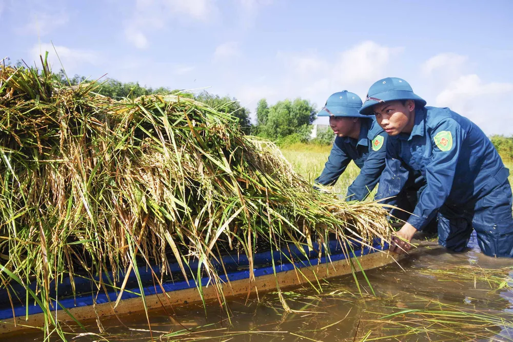 THU HOACH LUA (7).JPG