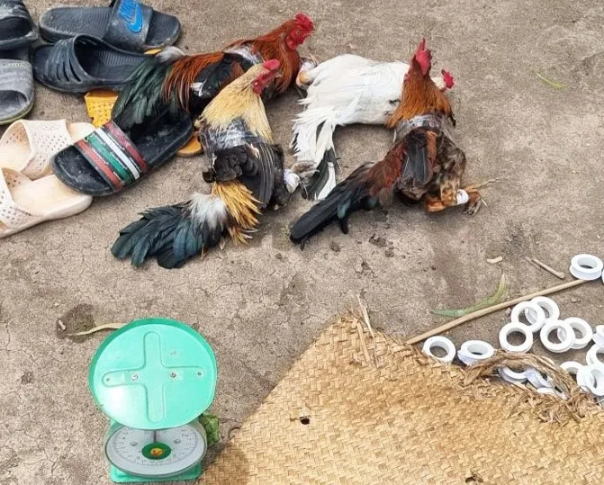 Tang vật công an thu giữ tại hiện trường. Ảnh: CA đá gà (2).jpg