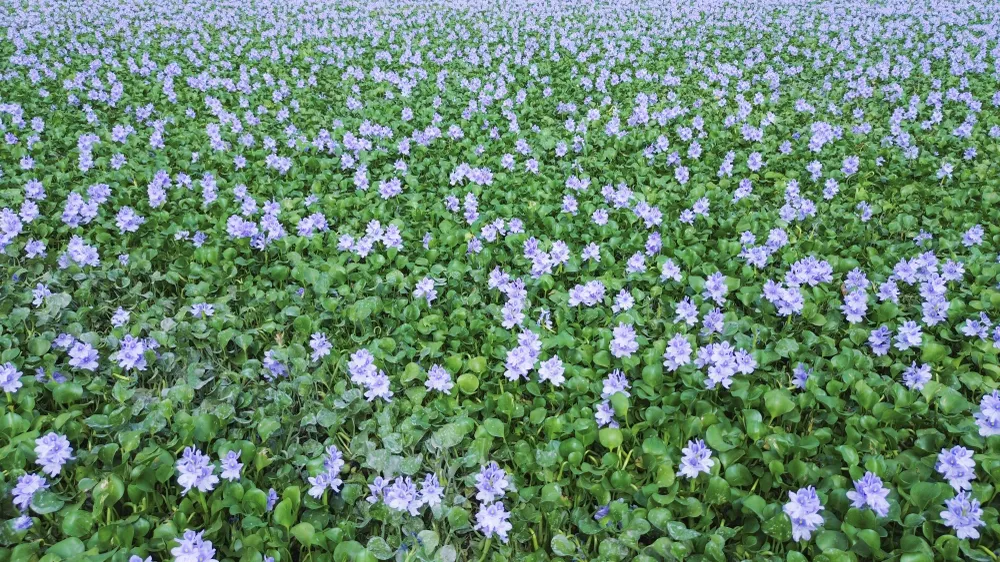 cánh đồng hoa lục bình.JPG