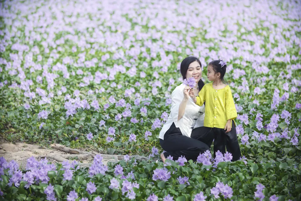 cánh đồng hoa lục bình.JPG