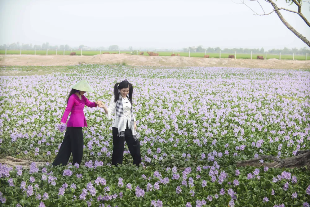 cánh đồng hoa lục bình.JPG