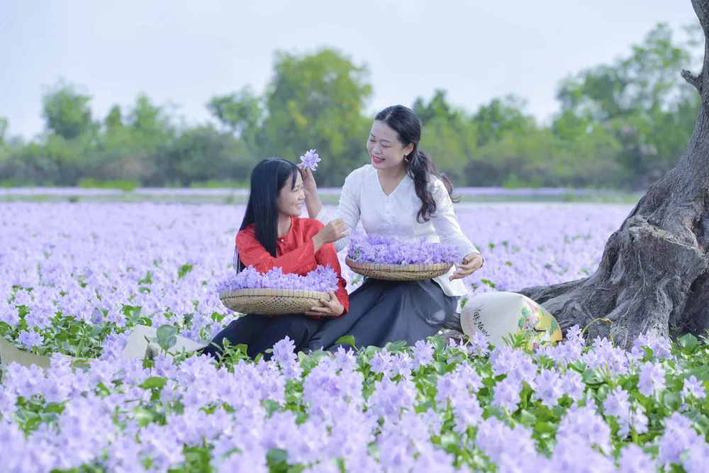 cánh đồng hoa lục bình.JPG