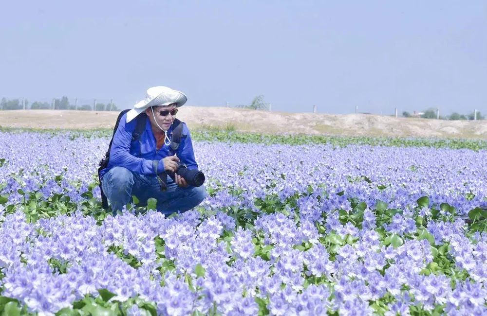 cánh đồng hoa lục bình.JPG