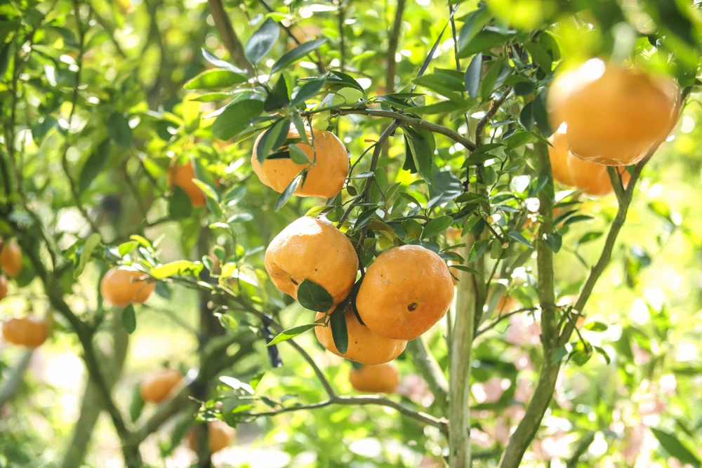 quýt hồng Lai Vung (13).JPG