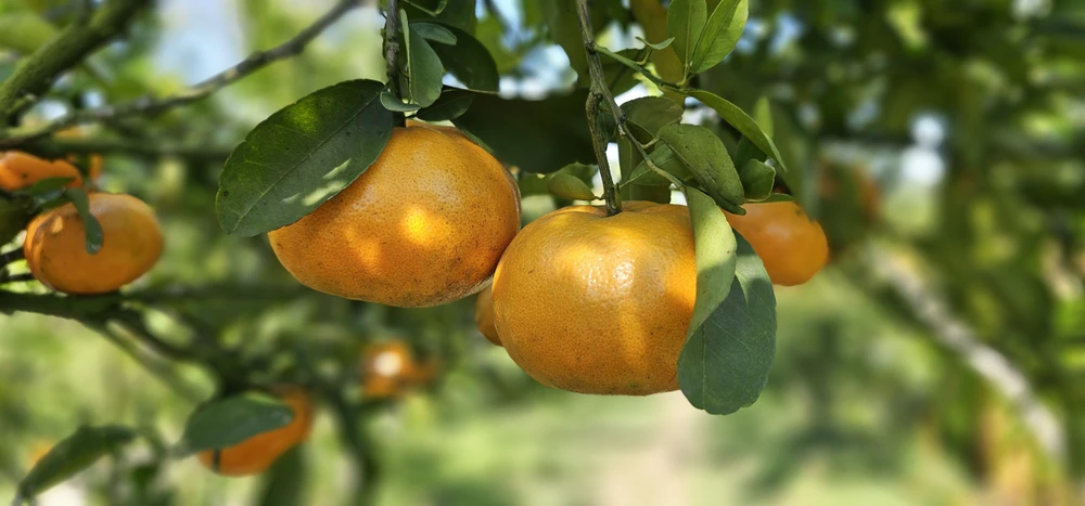 quýt hồng Lai Vung (4).jpg