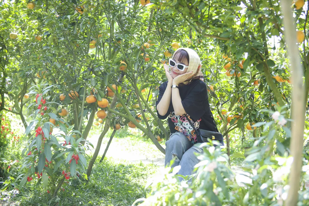 quýt hồng Lai Vung (4).JPG