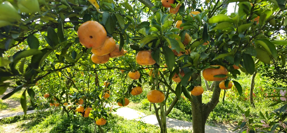 quýt hồng Lai Vung (7).jpg