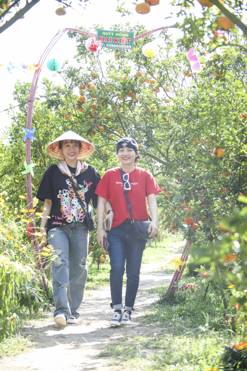 quýt hồng Lai Vung (8).JPG