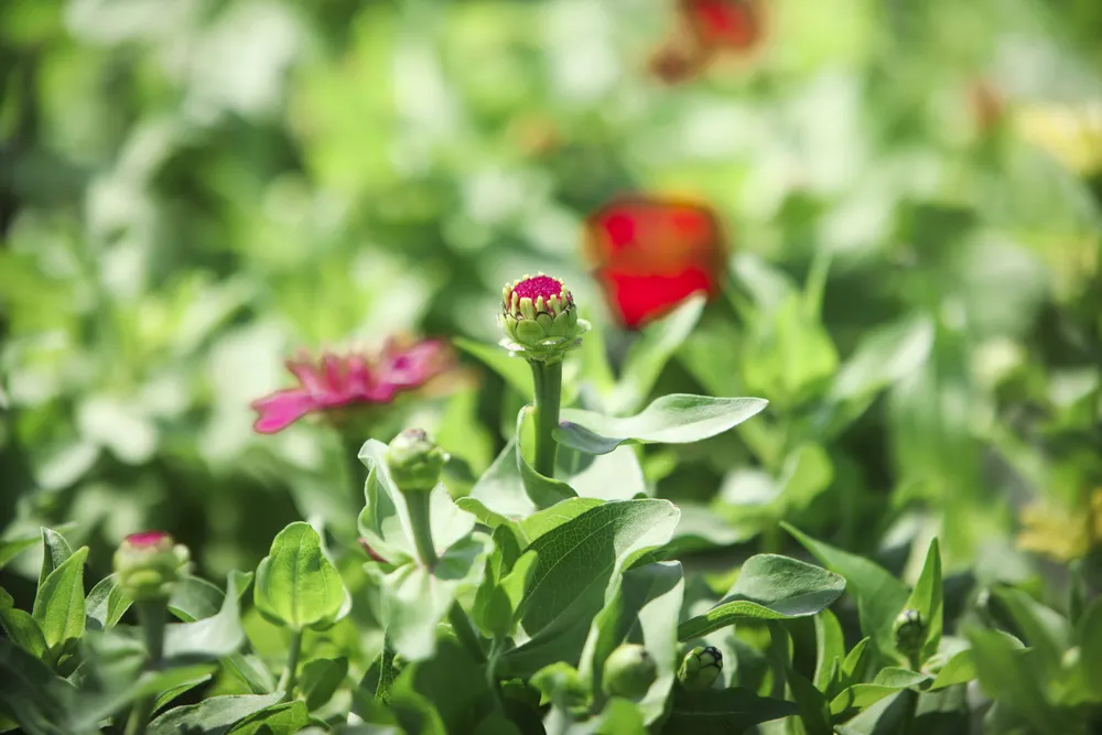 Làng hoa Sa Đéc (17).JPG