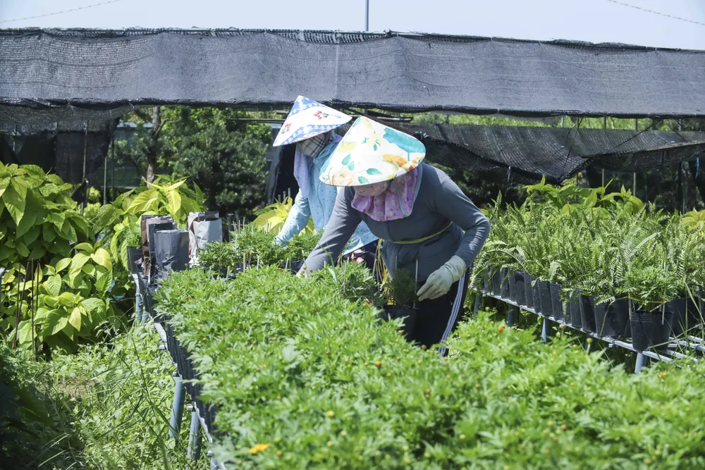 Làng hoa Sa Đéc (18).JPG