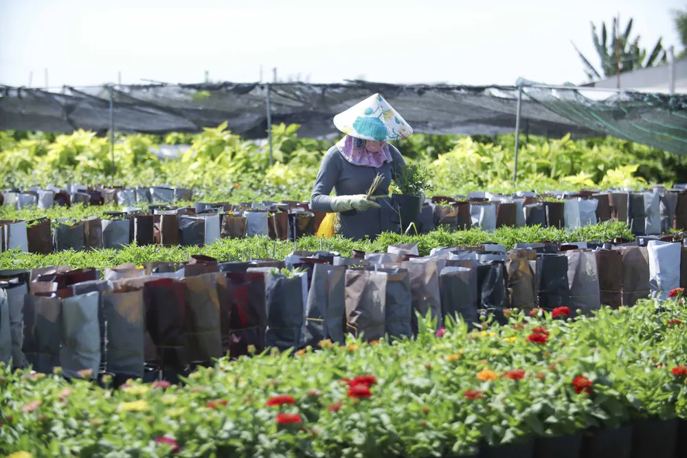 Làng hoa Sa Đéc (19).JPG