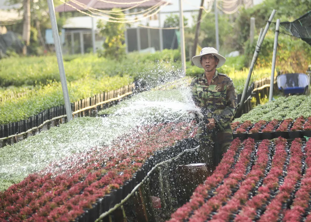 Làng hoa Sa Đéc (9).JPG