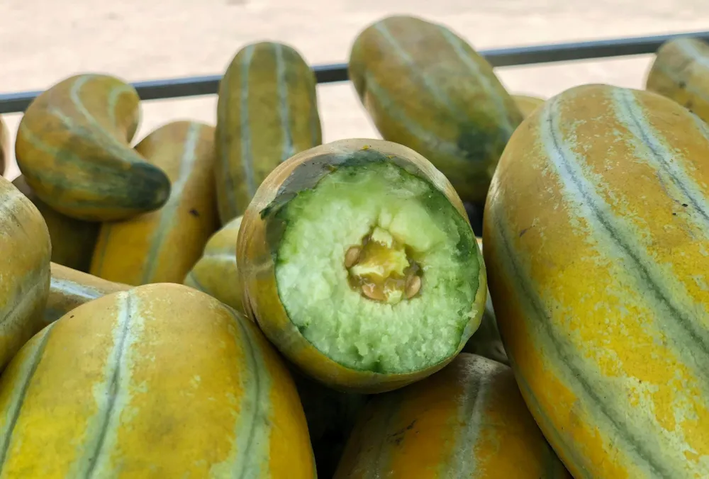 dưa gang 1.jpg