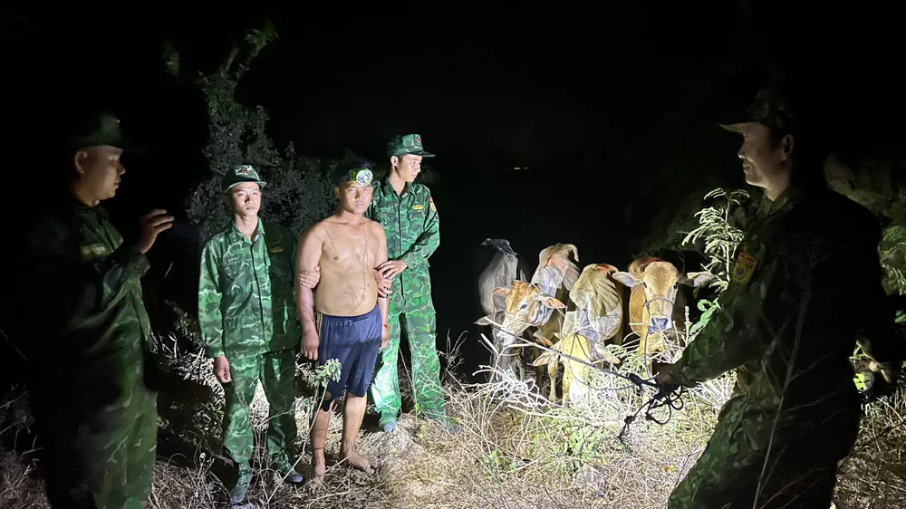 Bò nhập lậu.jpg