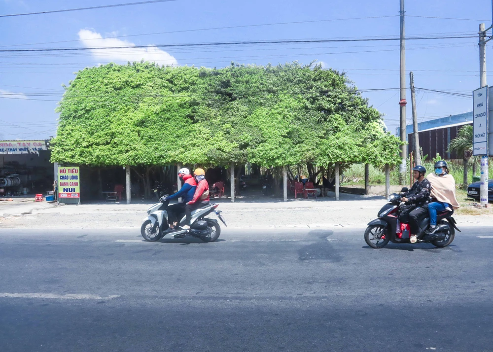 Quán cà phê được trồng trên 30 cây si (12).JPG