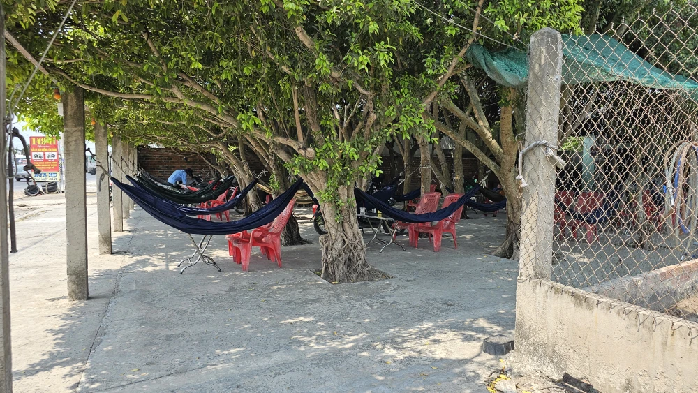 Quán cà phê được trồng trên 30 cây si (7).jpg