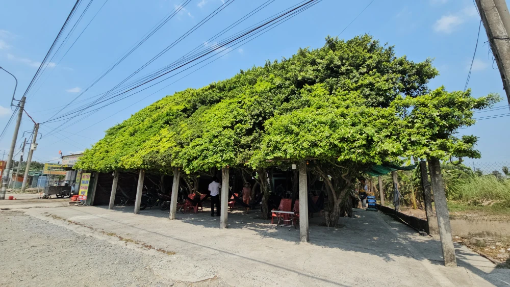 Quán cà phê được trồng trên 30 cây si (8).jpg