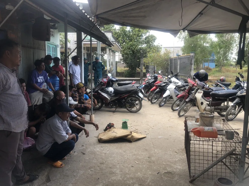 đá gà tại bãi đất hoang (2).jpg