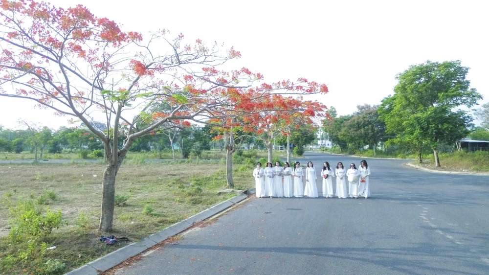 hoa phượng (11).JPG