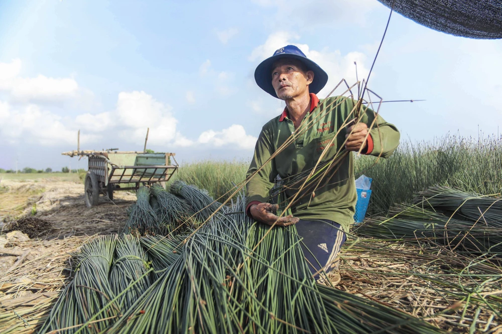 Ông Ngô Văn Bảy – người có gần 50 năm gắn bó với cây cỏ bàng. Theo ông Bảy, cỏ bàng từng chỉ được xem như cây cỏ dại nhưng với sự phát triển của nghề thủ công mỹ nghệ, cây cỏ bàng trở thành nguyên liệu sản xuất. Dù nghề trồng cỏ bàng có vất vả nhưng đây cũng là cây trồng giúp nhiều hộ dân có thu nhập ổn định cỏ bàng_1.JPG