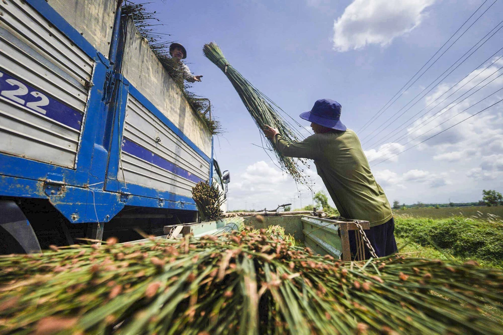 Hiện nay, hầu hết cỏ bàng trên địa bàn huyện Đức Hòa được thương lái thu mua để chở về Tiền Giang bán lại cho những cơ sở sản xuất các loại giỏ, đệm xuất khẩu cỏ bàng_11.JPG