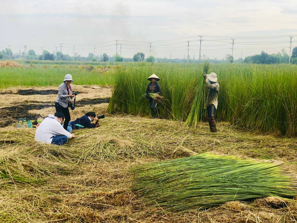 Vào mùa thu hoạch cỏ bàng, nhiều nhiếp ảnh gia đến đây để săn ảnh và có những bức ảnh từ cánh đồng cỏ bàng đạt giải quốc tế. cỏ bàng_15.JPG