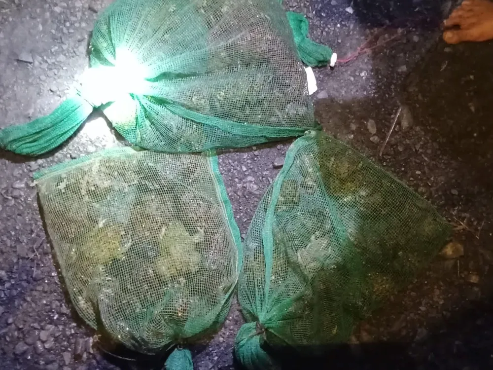Thành quả của một đêm đi soi ếch đồng được người đi bắt bỏ vào các túi đựng. Ảnh: HD bắt ếch đồng 2.jpg