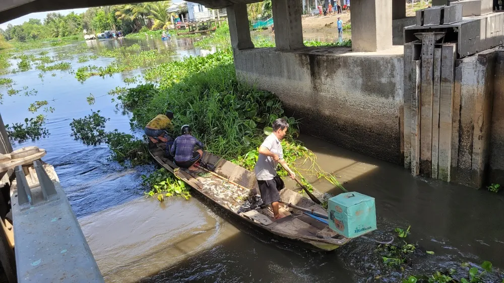 Một nhóm người trên xuồng dùng vợt để vớt những con cá nổi lờ đờ trên mặt nước. Ảnh:HD mở cống ngăn mặn 5.jpg