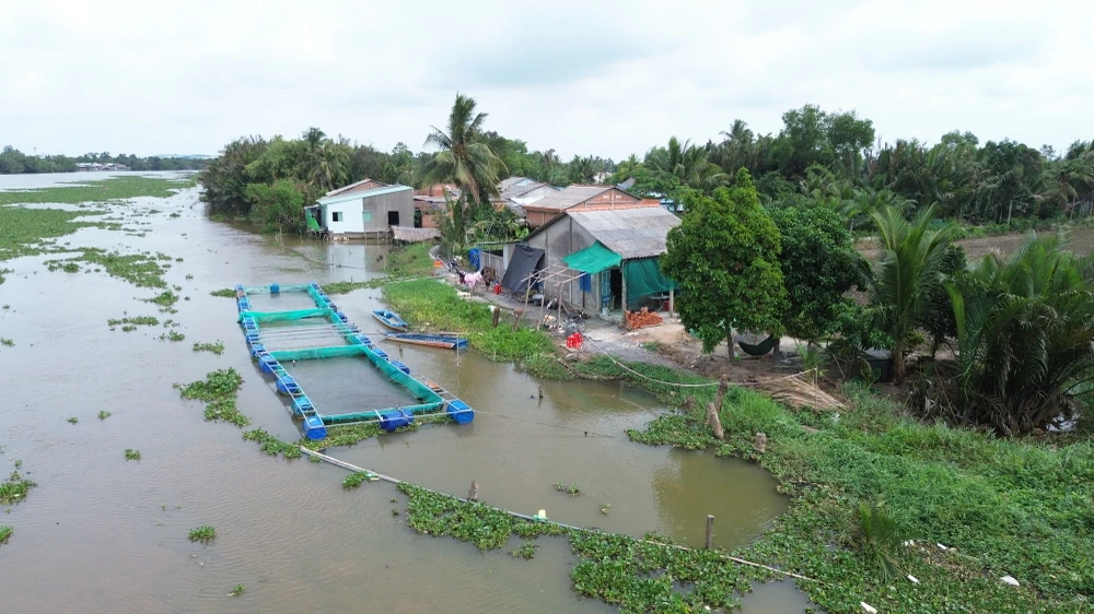 Khu vực sạt lở đê bao sông Vàm Cỏ Tây đang đe dọa năm hộ dân sinh sống nơi đây. Ảnh: HD sạt lở đê bao ven sông Vàm Cỏ Tây (8).JPG