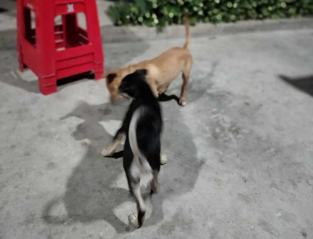 nạn trộm chó lại tiếp tục tái diễn 1.jpg