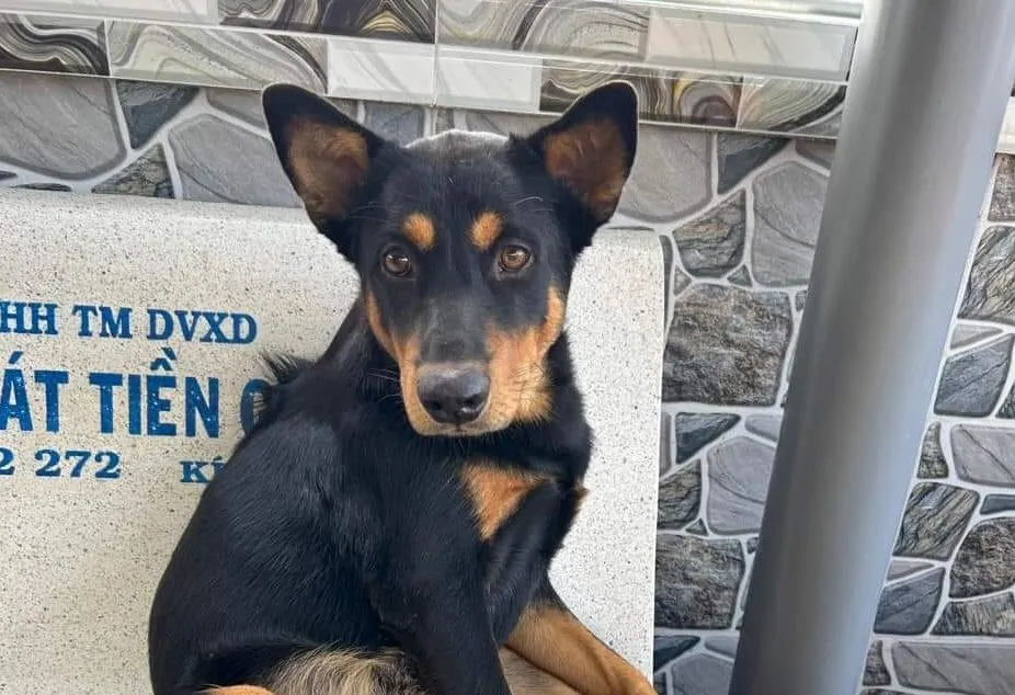 nạn trộm chó lại tiếp tục tái diễn 2.jpg