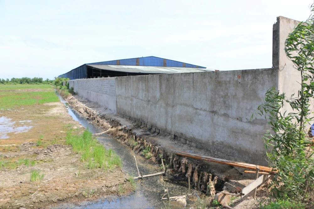 Ruộng của một hộ dân cặp vách Công ty TNHH An Hưng Nông bị xả thải gây ô nhiễm. Ảnh: CTV xả thải gây ô nhiễm nhiều tuyến kênh.jpg