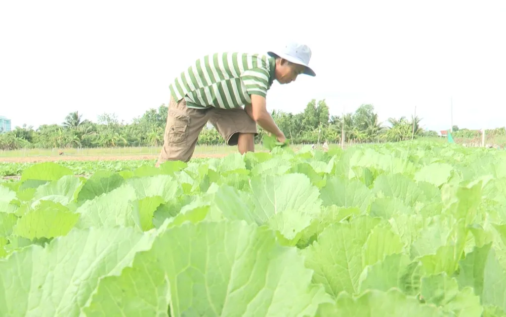 Ông Hồ Văn Đức trồng khoảng 3.000m2 nhưng giá rau giảm mạnh thương lái trả giá thấp. giá rau giảm mạnh (6).jpeg