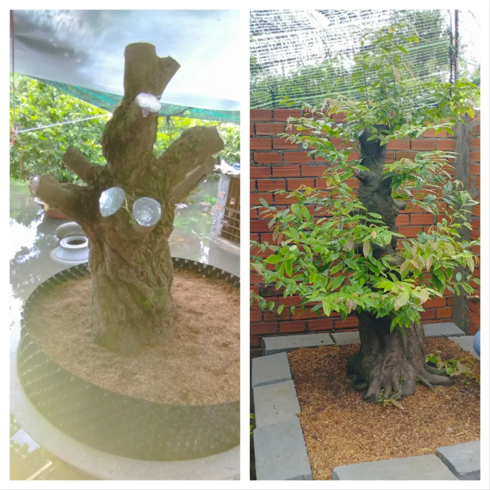 Hai cây mai vàng trị giá hàng tỉ đồng đã bị trộm. Ảnh: CA Trộm mai vàng.jpg