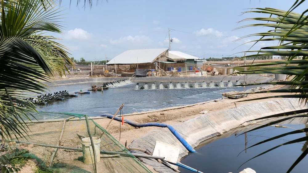 đào ao nuôi tôm trên đất lúa (2).jpg