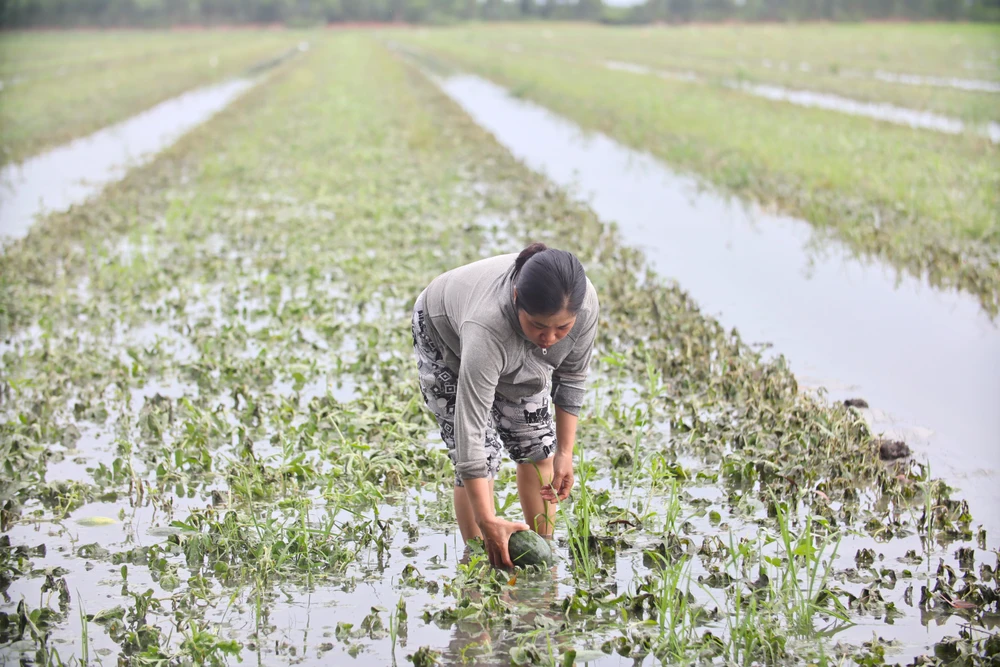 cảnh trắng tay (13).JPG