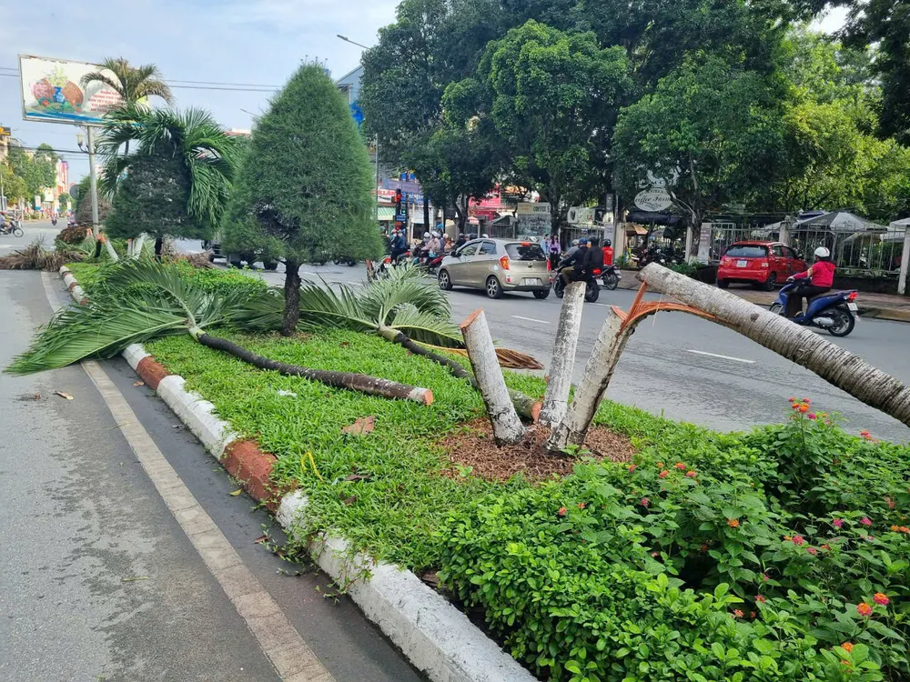 Các cây cau kiểng bị cắt trên đường Hùng Vương. Ảnh: CA cây cau kiểng (2).jpg