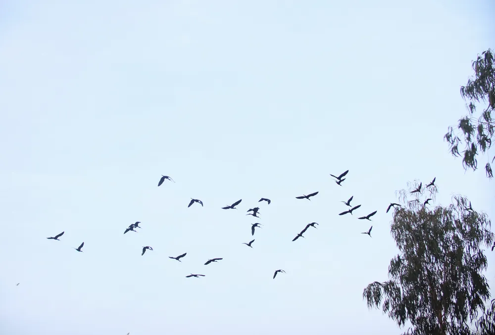 Khu Bảo tồn đất ngập nước Láng Sen 6.JPG