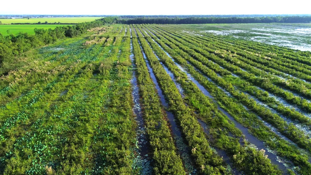 340.000 cây tràm được trồng trên diện tích 17ha tại khu Bảo tồn đất ngập nước Láng Sen