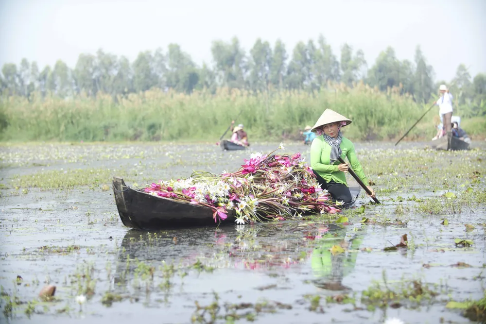 mùa nước nổi 21.JPG