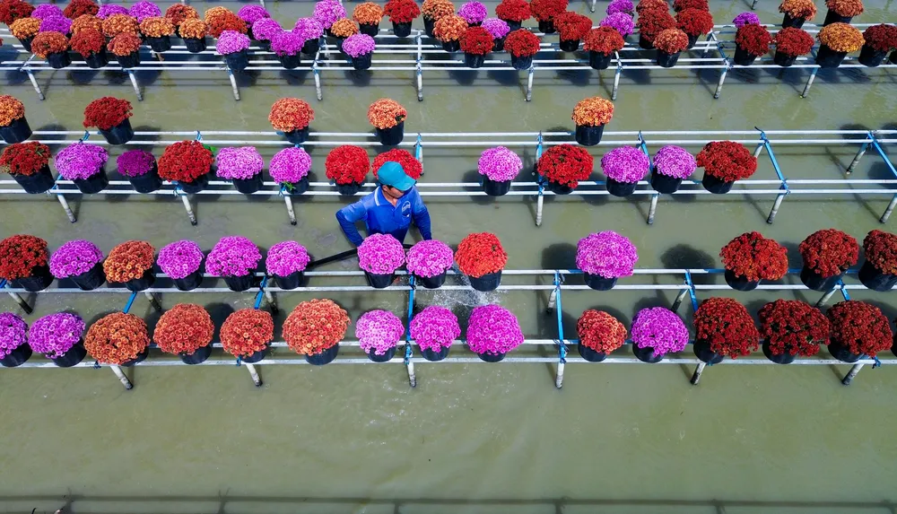 Làng hoa Sa Đéc_1.jpg