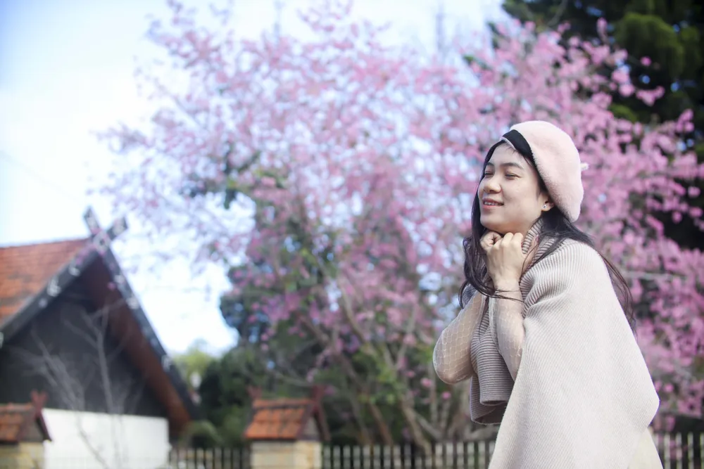 hoa mai anh đào_12.JPG