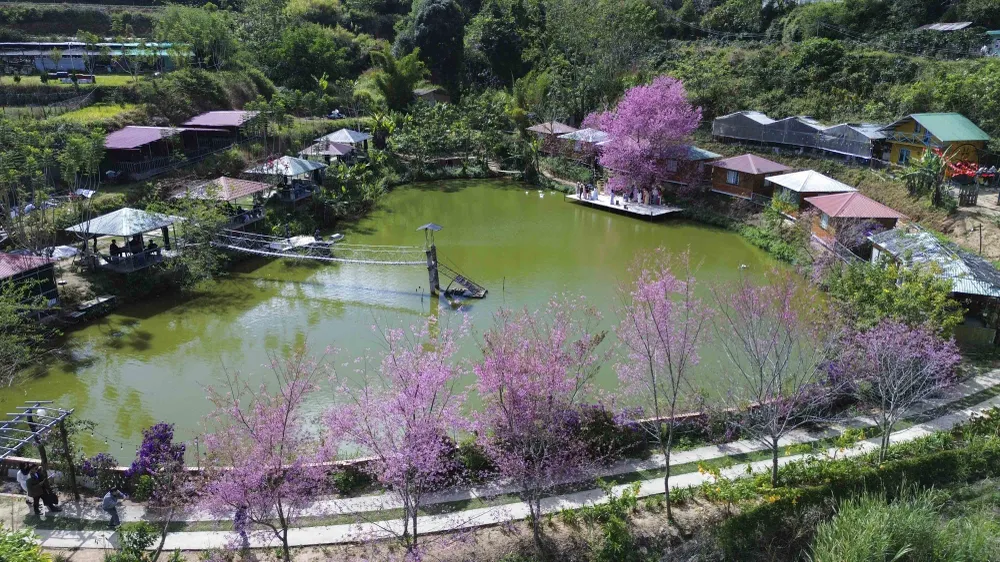 hoa mai anh đào_2.JPG