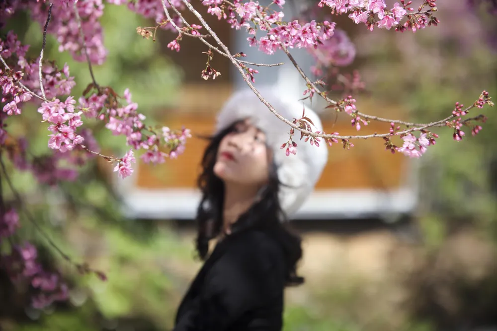 hoa mai anh đào_7.JPG